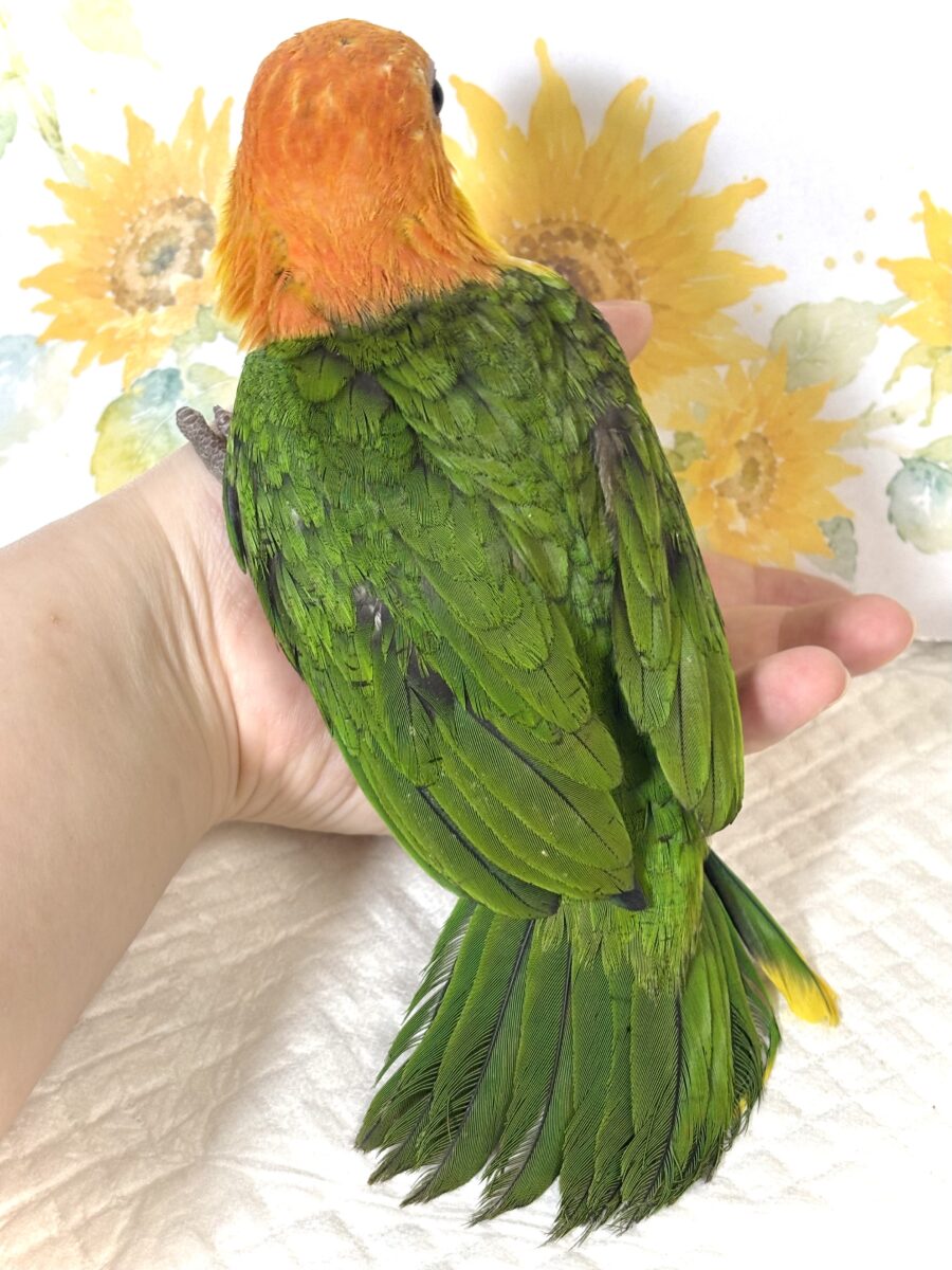 シロハラインコ