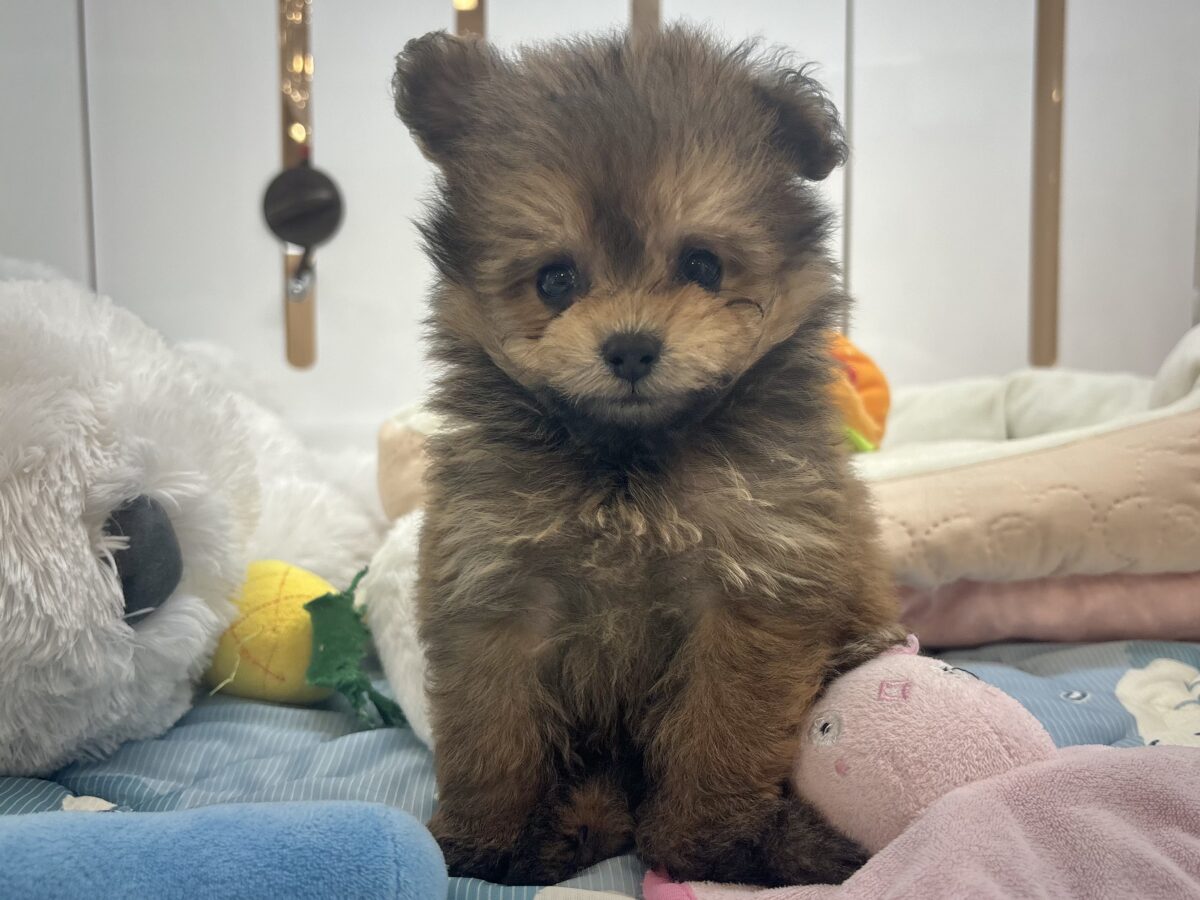 ポメプー