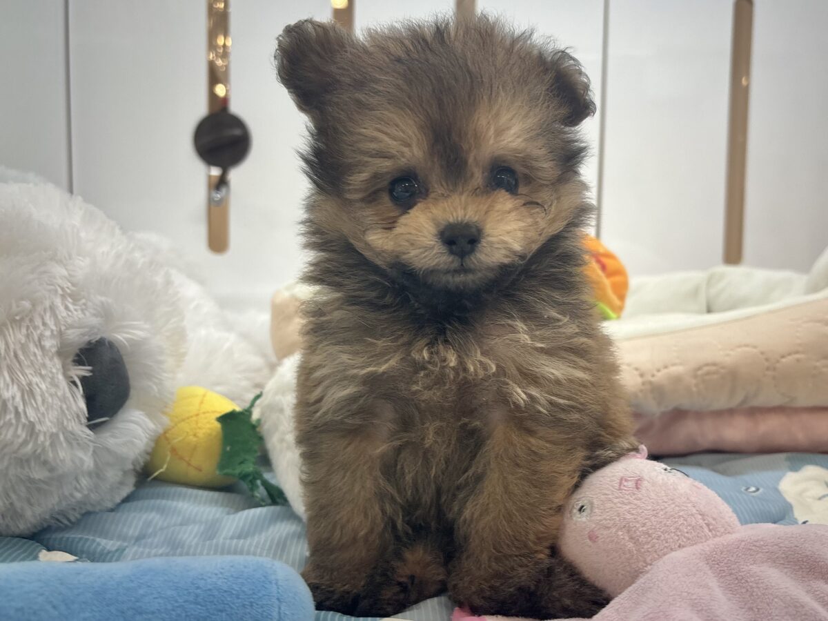 ポメプー
