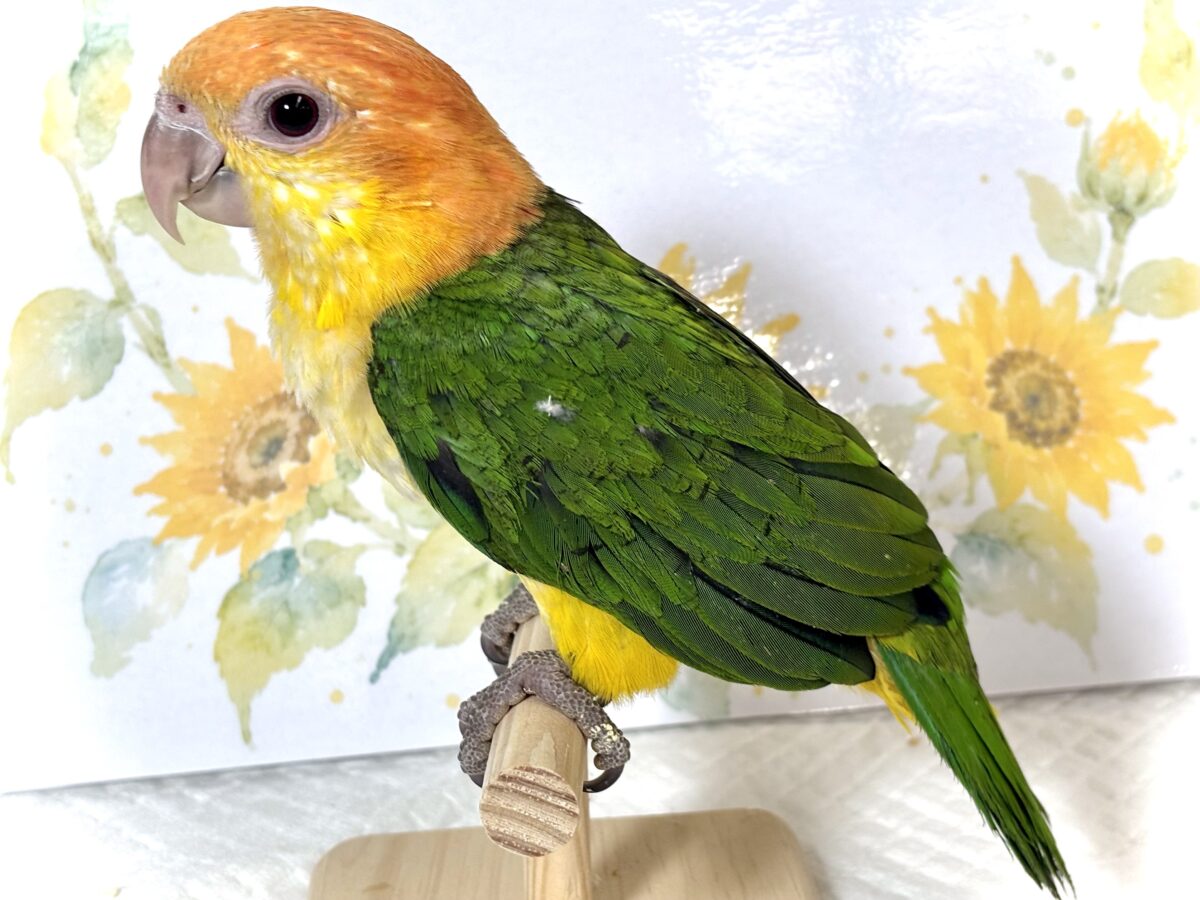シロハラインコ