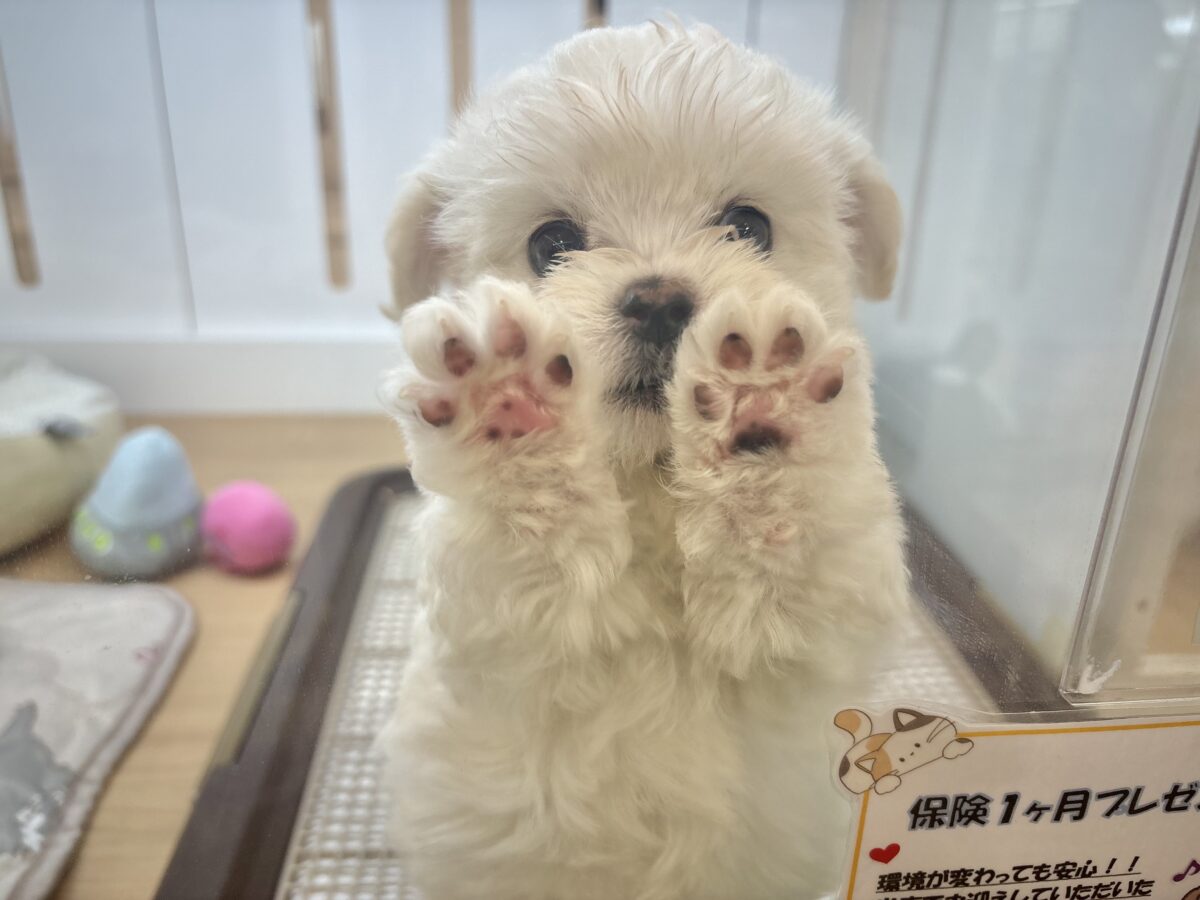 チワマル（マルチワ）