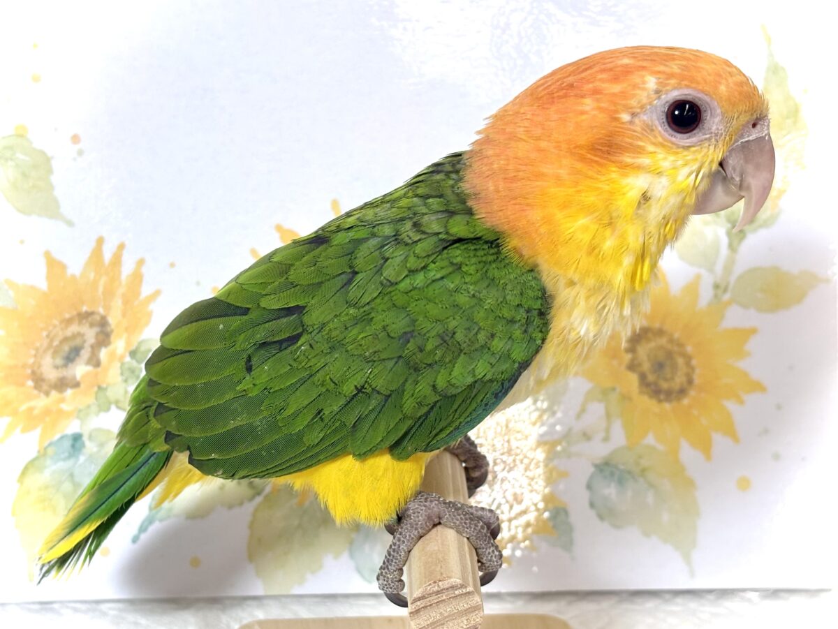 シロハラインコ