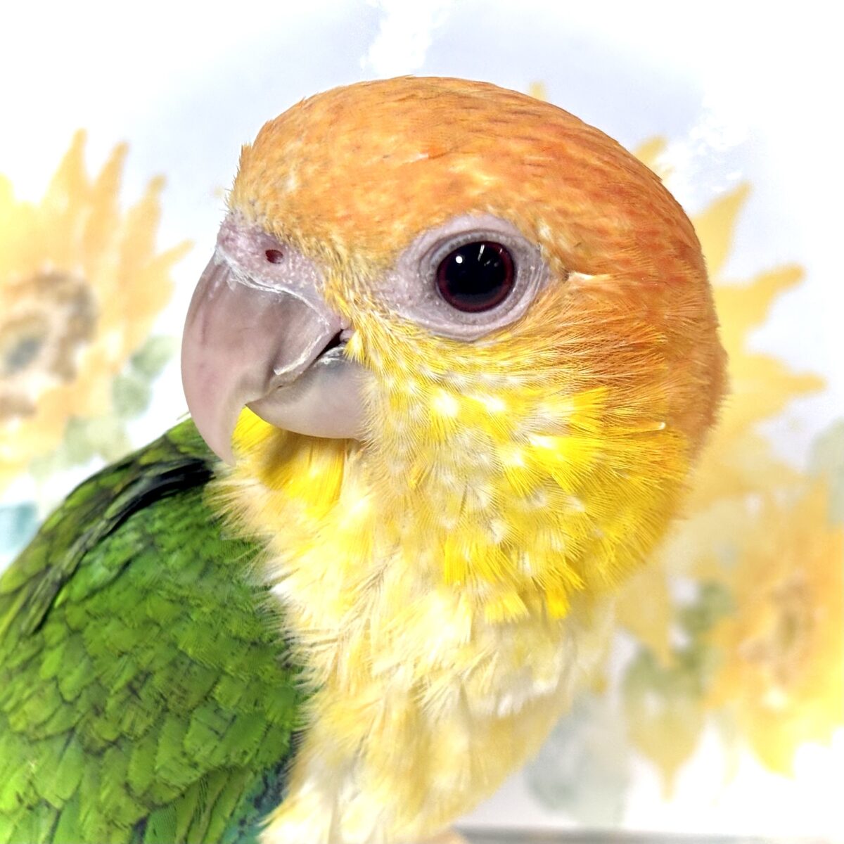 🦜 シロハラインコ 女の子 🤍🧡