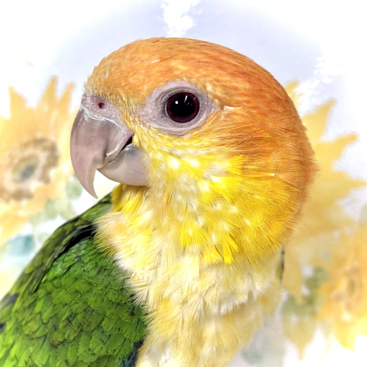 シロハラインコ