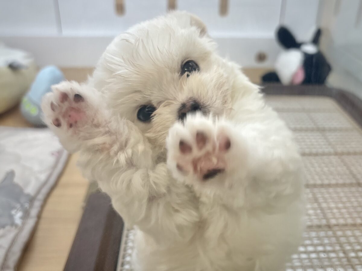 チワマル（マルチワ）