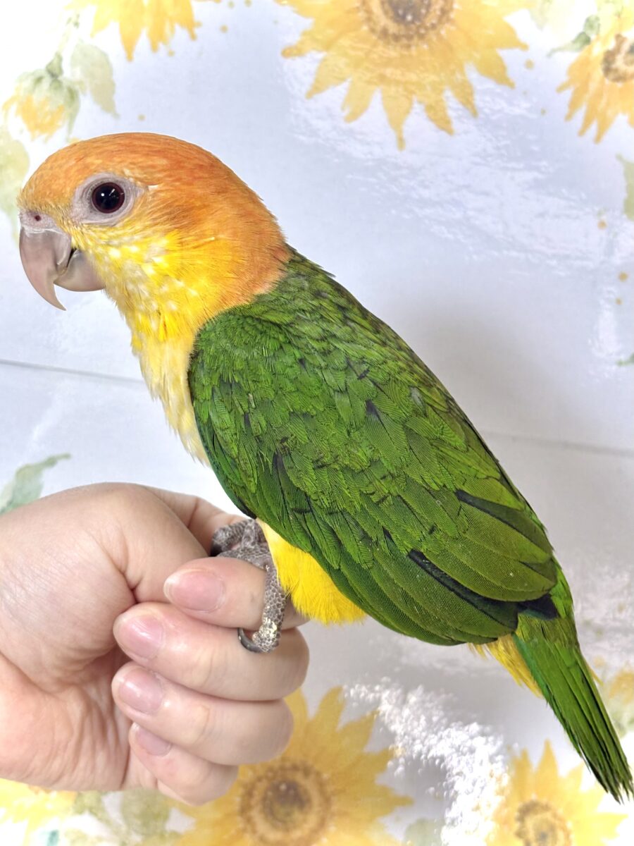 シロハラインコ