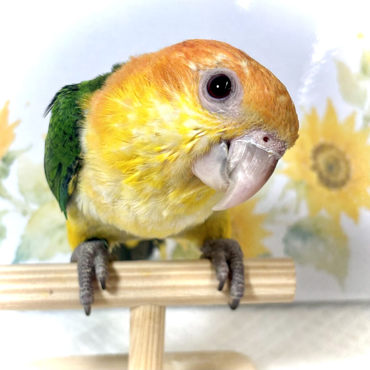 シロハラインコ