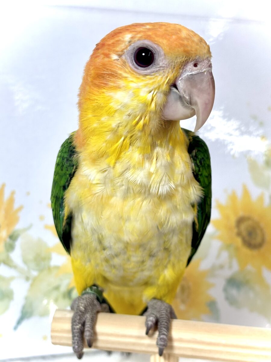 シロハラインコ