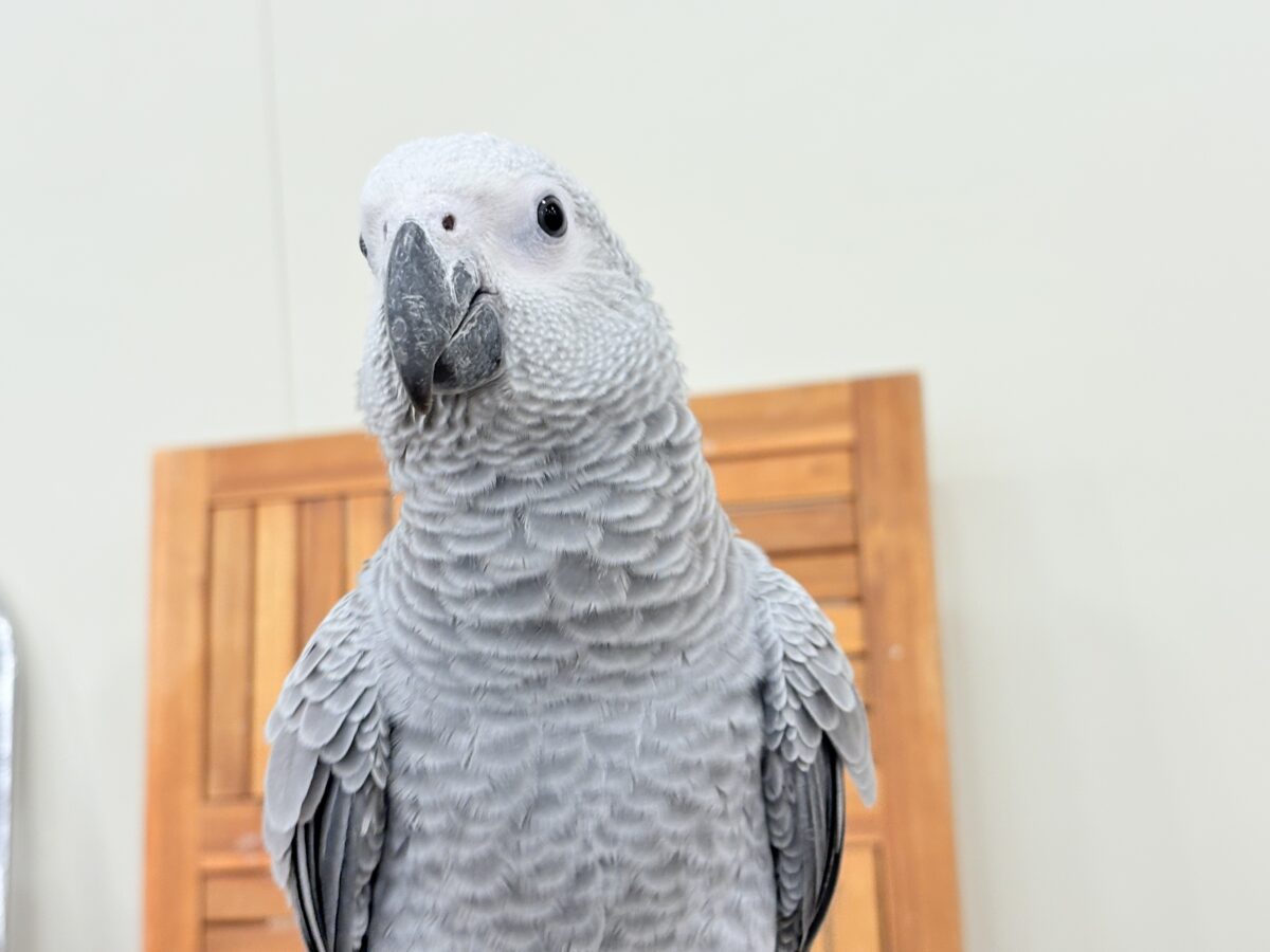 ヨウム