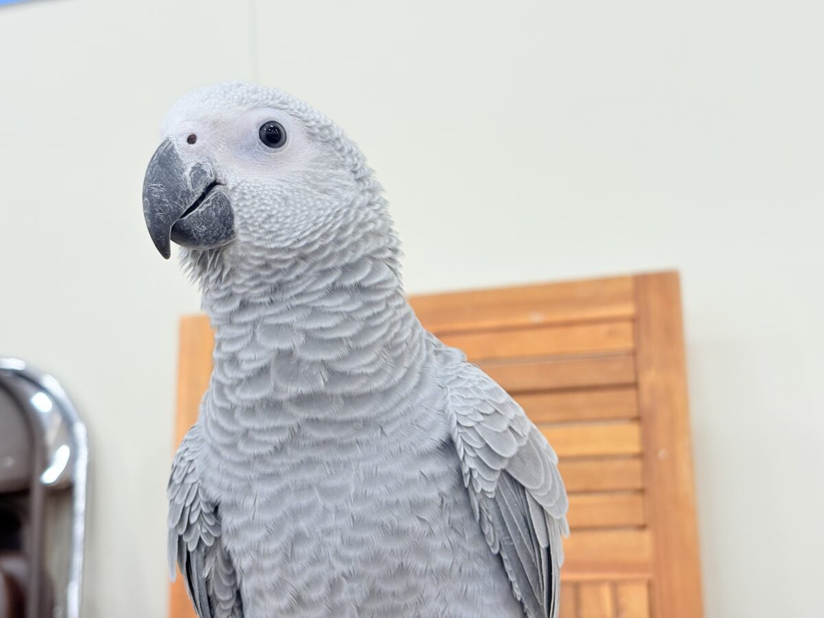 ヨウム