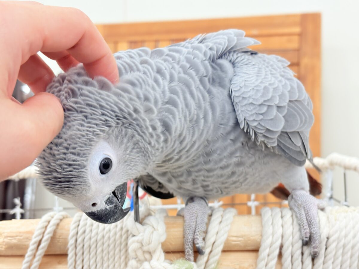 ヨウム