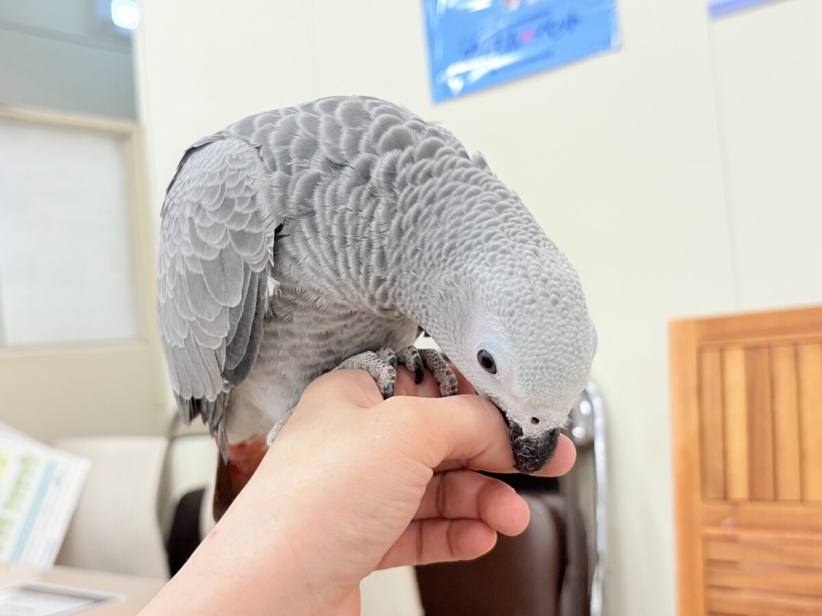 ヨウム