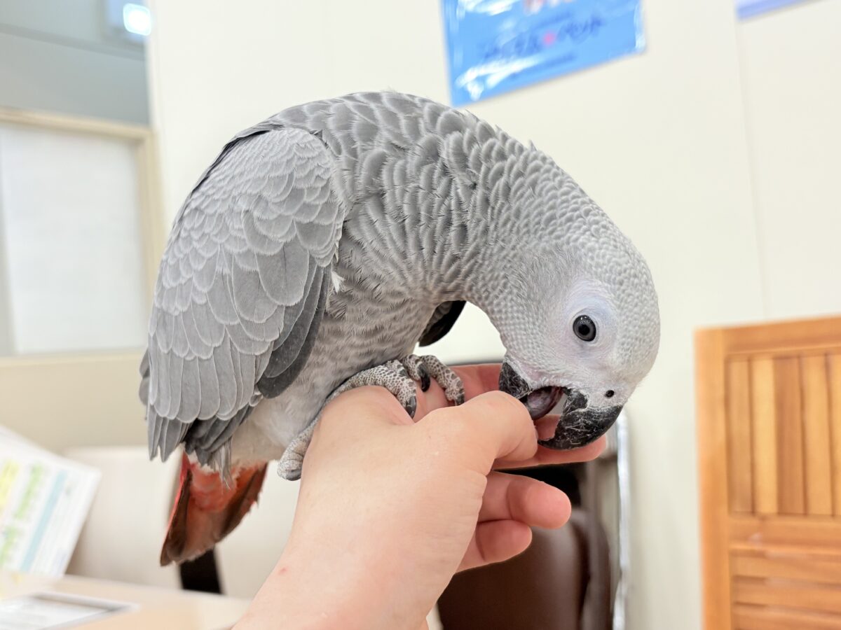 ヨウム
