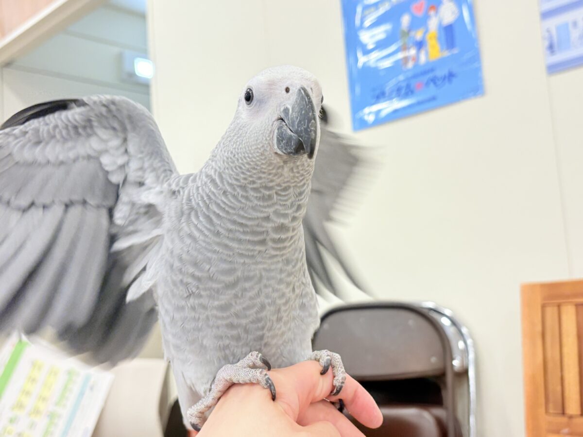 ヨウム