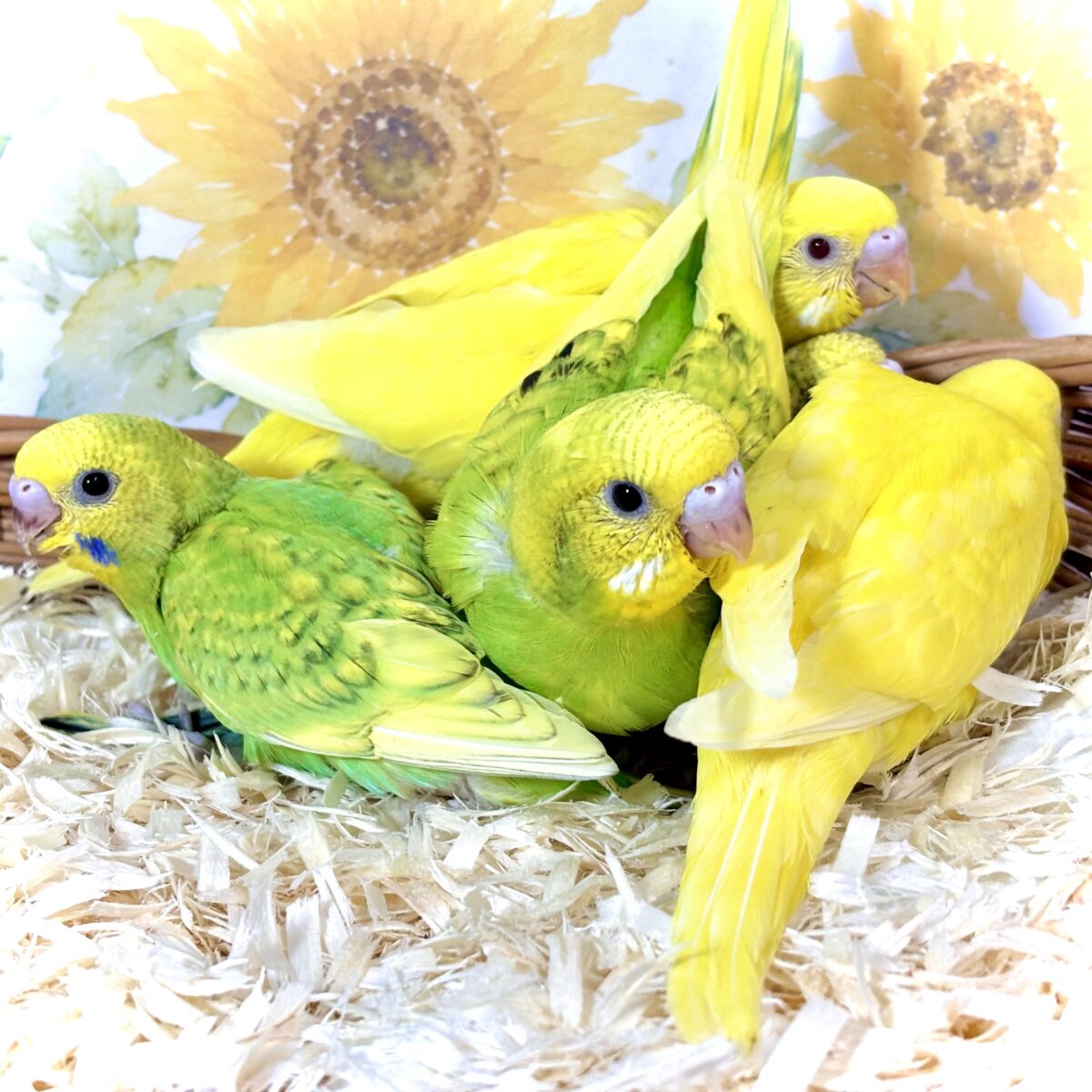 🌿 盛夏に舞い降りた、セキセイインコちゃんず3羽🐣‪🐣‪🐣‪