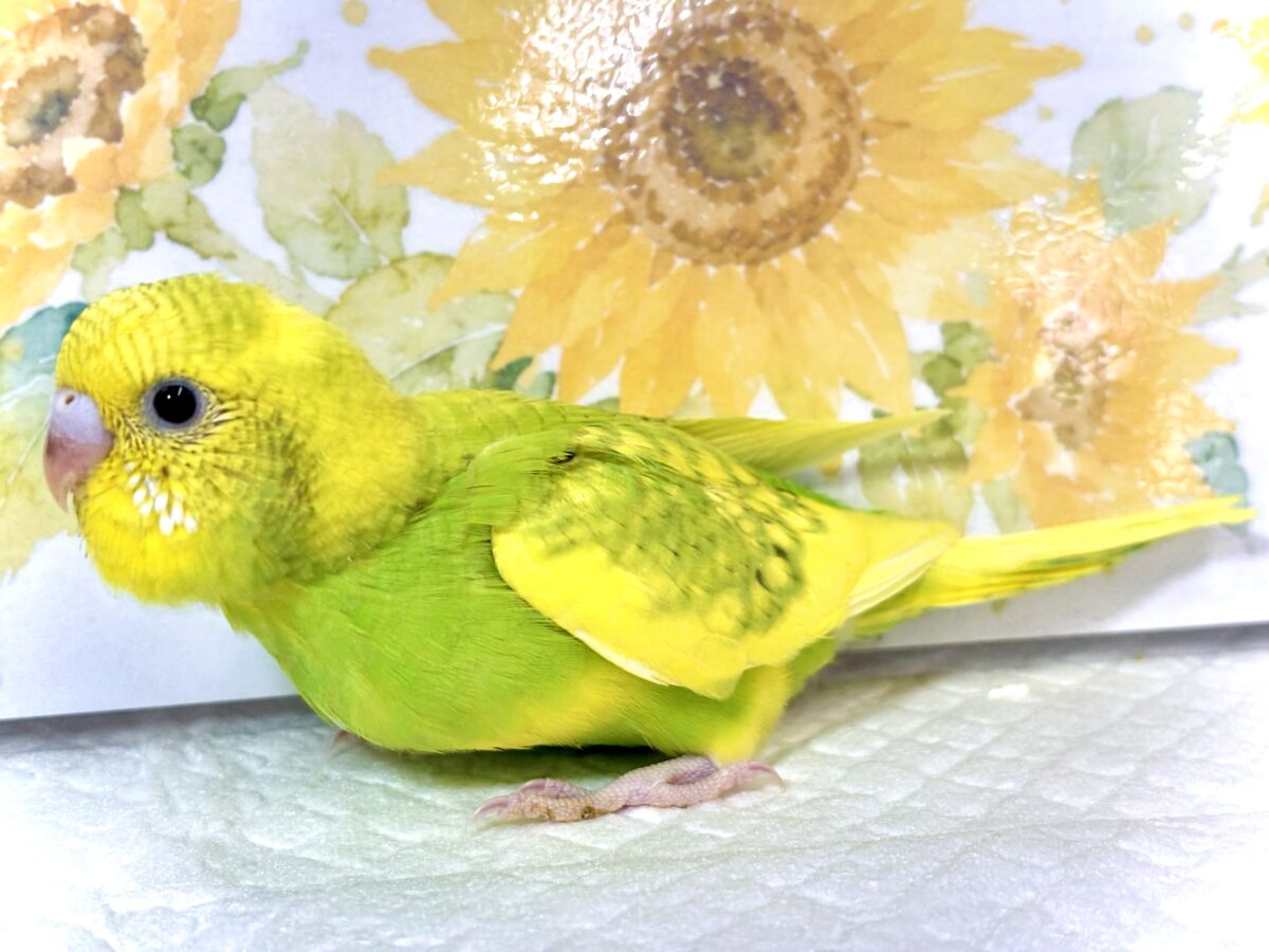 🌿 盛夏に舞い降りた、セキセイインコちゃんず3羽🐣🐣🐣 セキセイインコ
