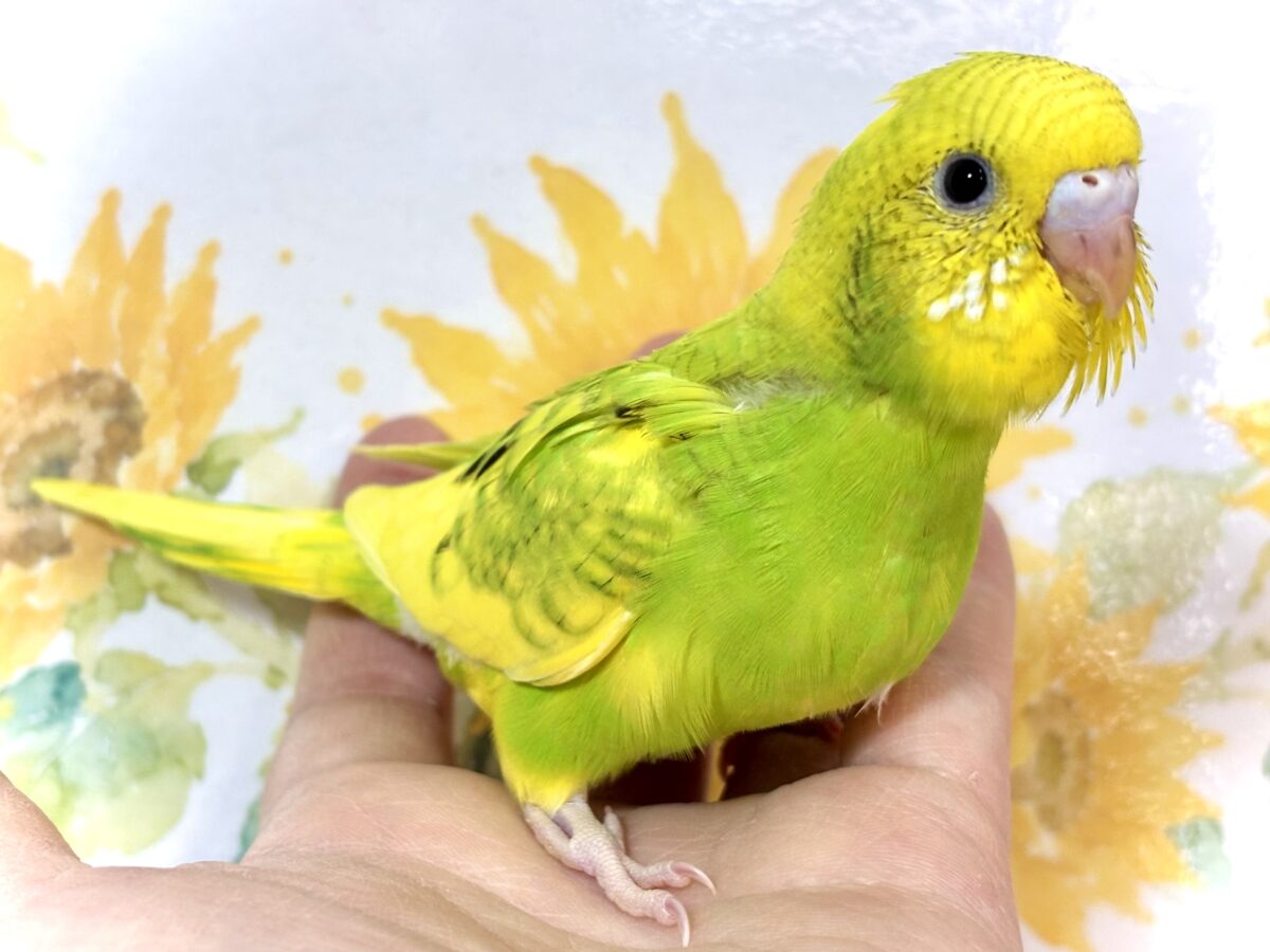 セキセイインコ