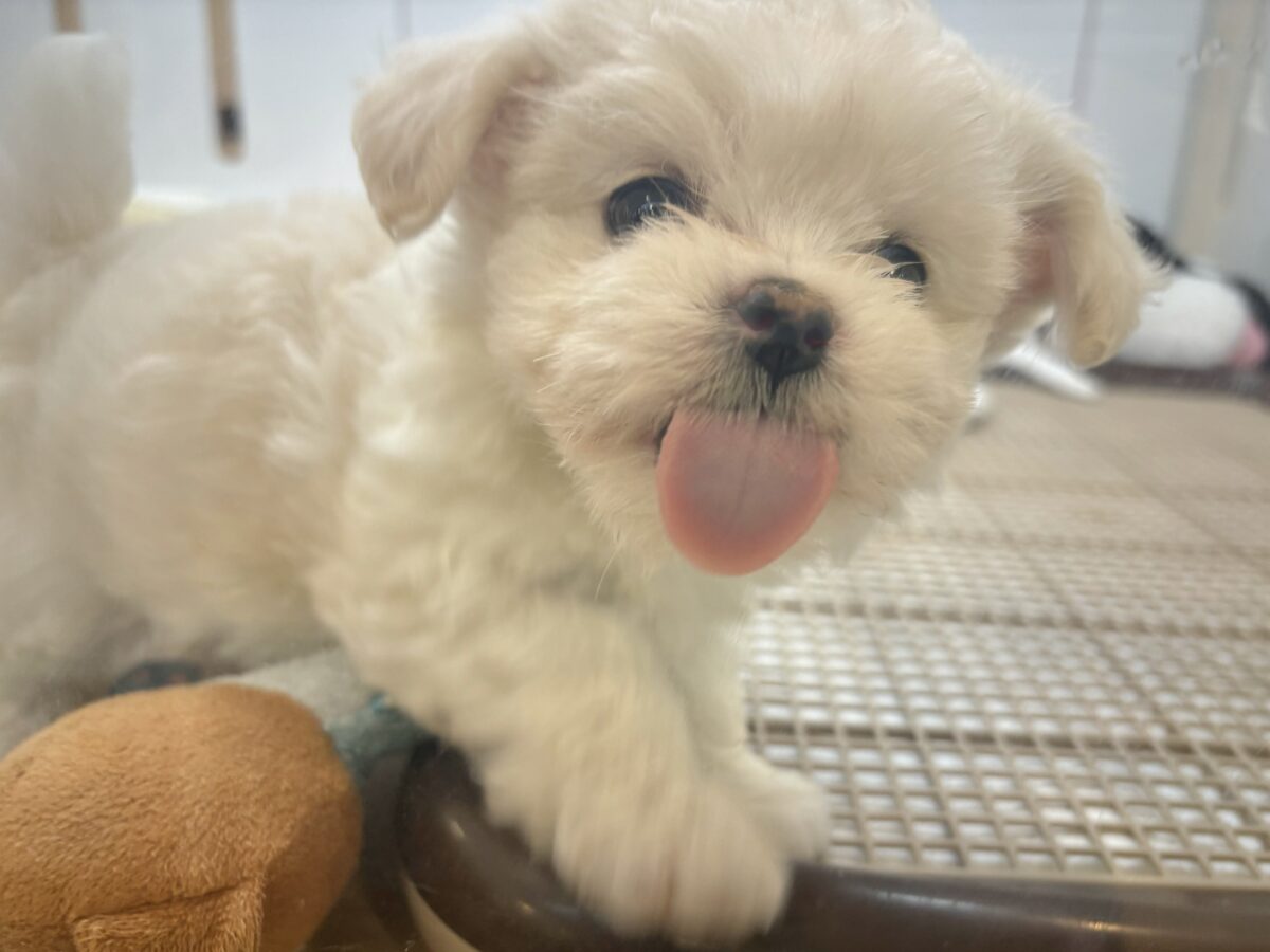 チワマル（マルチワ）