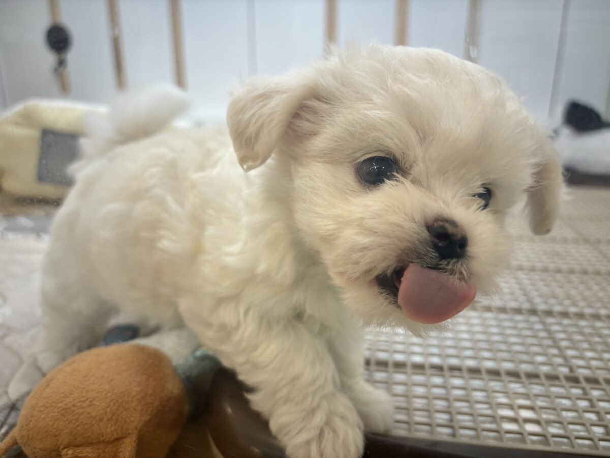 チワマル（マルチワ）