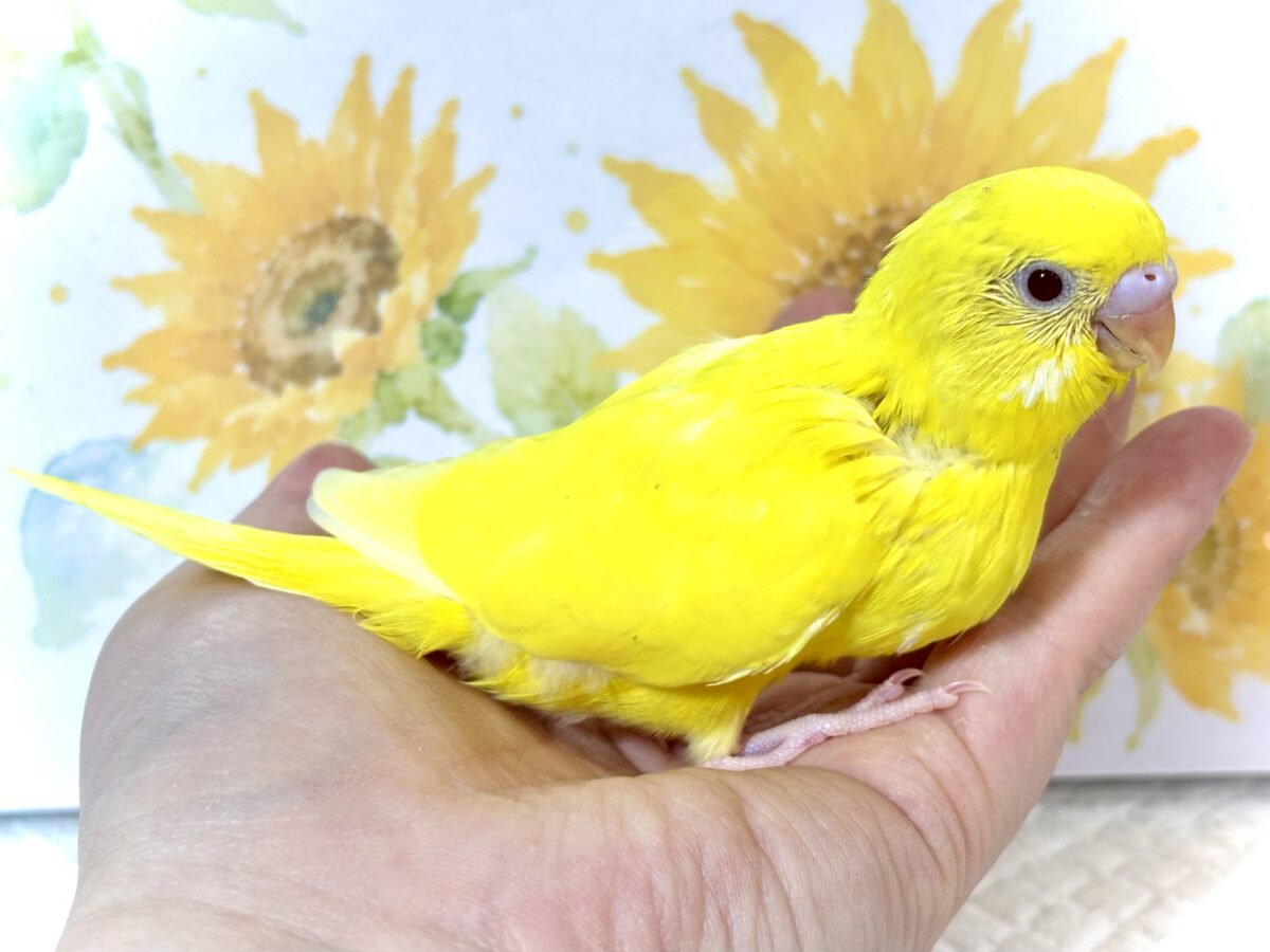 🌿 盛夏に舞い降りた、セキセイインコちゃんず3羽🐣🐣🐣 セキセイインコ