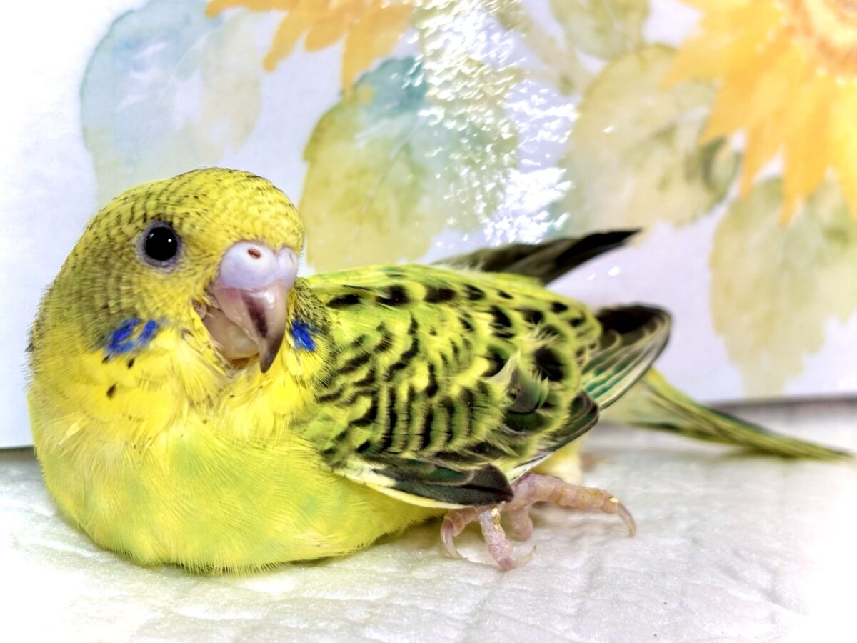 セキセイインコ