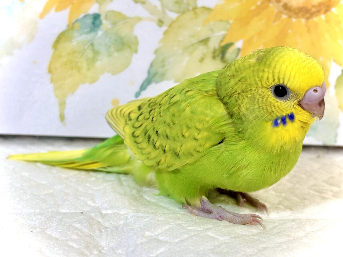 セキセイインコ