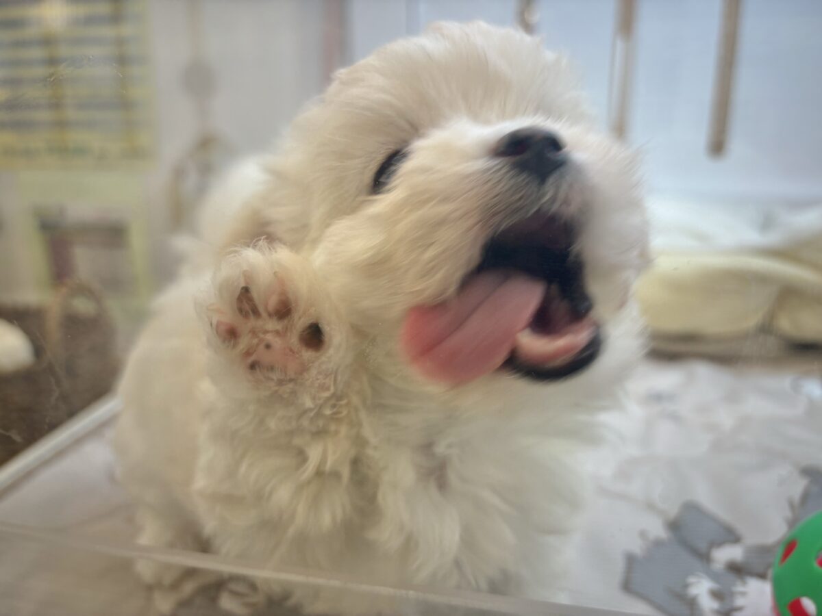 チワマル（マルチワ）