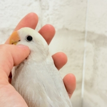 【最新画像更新🪄ひとり餌になりました‪☆】ペンギンフォルムのかわい子ちゃん🐣🫧コザクラインコ ヒナ