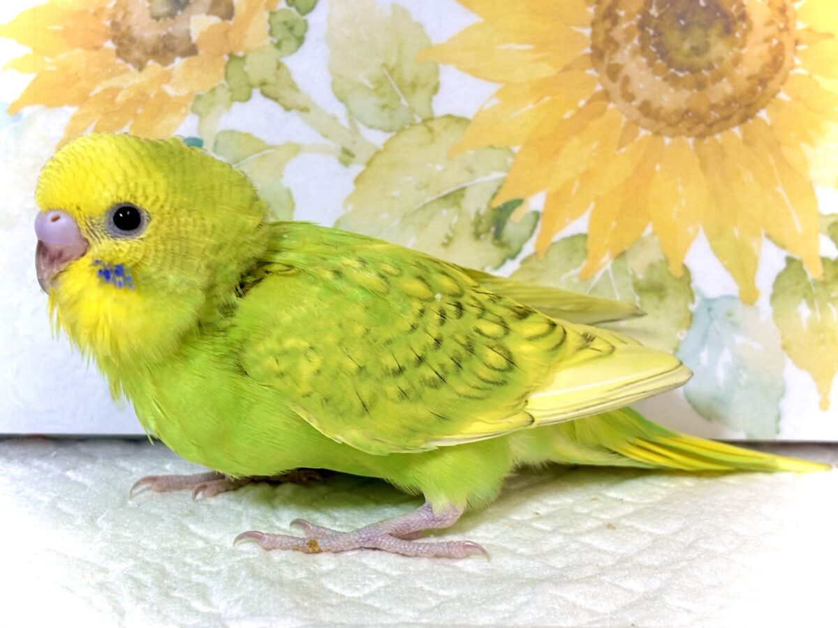 🌿 盛夏に舞い降りた、セキセイインコちゃんず3羽🐣🐣🐣 セキセイインコ