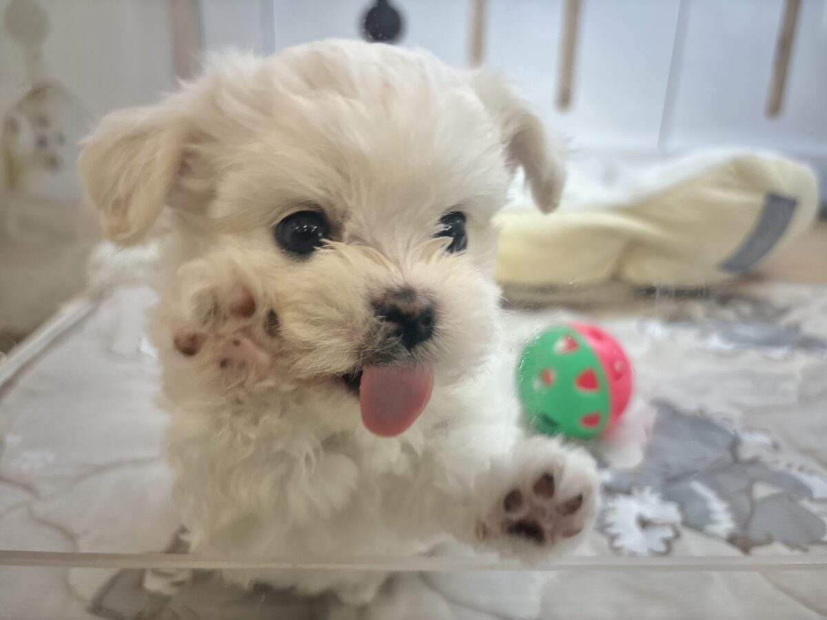 チワマル（マルチワ）