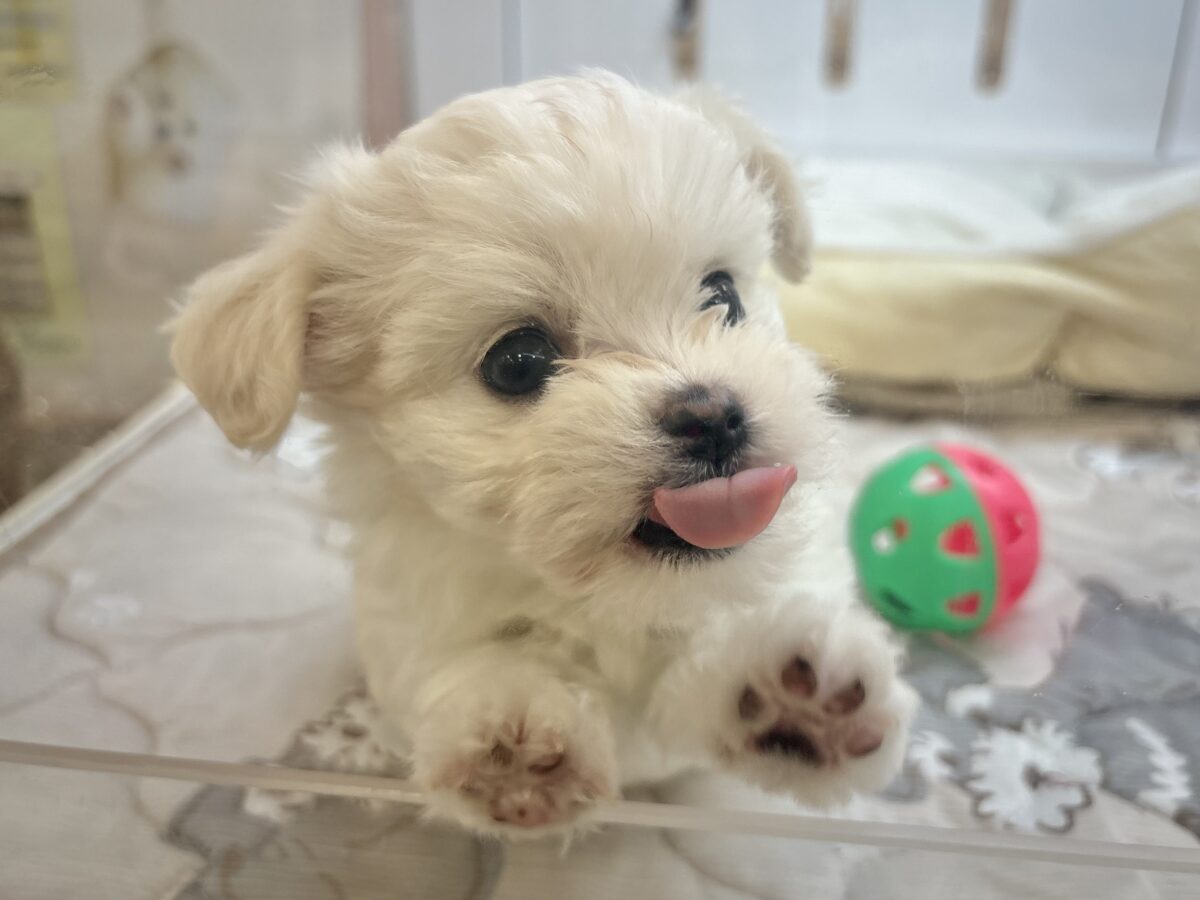 チワマル（マルチワ）