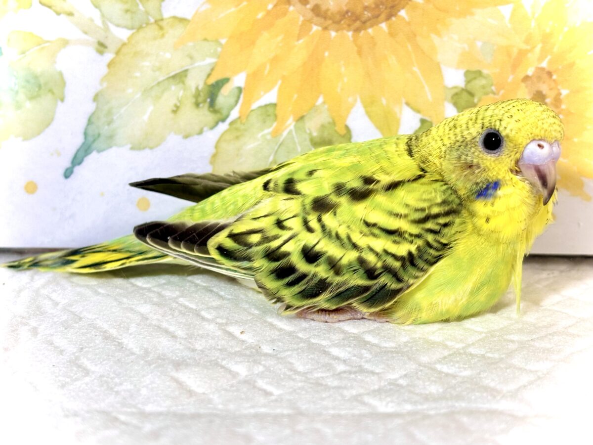 🌿 盛夏に舞い降りた、セキセイインコちゃんず3羽🐣🐣🐣 セキセイインコ