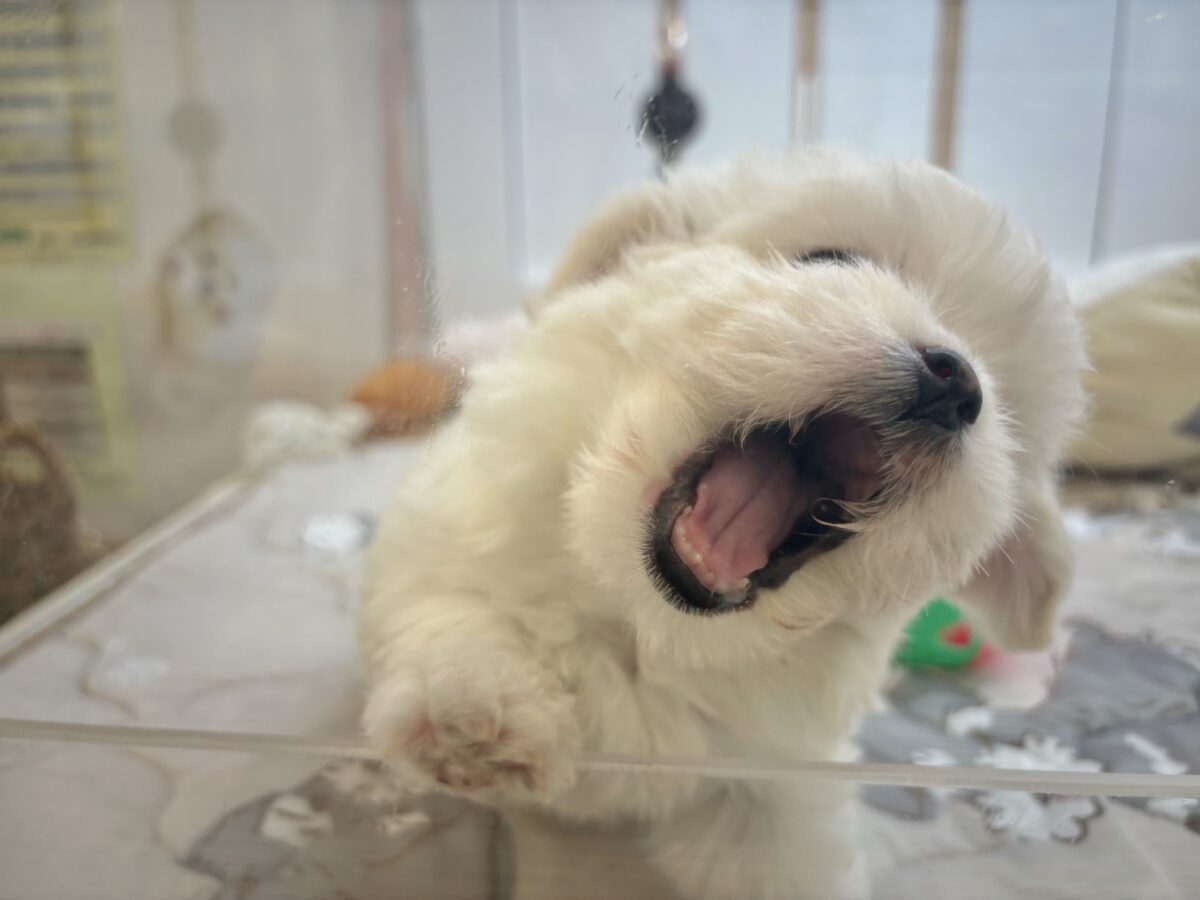 チワマル（マルチワ）