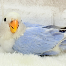 【最新画像更新🪄】美しカラー💜ひと目で惚れちゃう🐣💫コザクラインコ(バイオレットオパーリンパイド) ヒナ