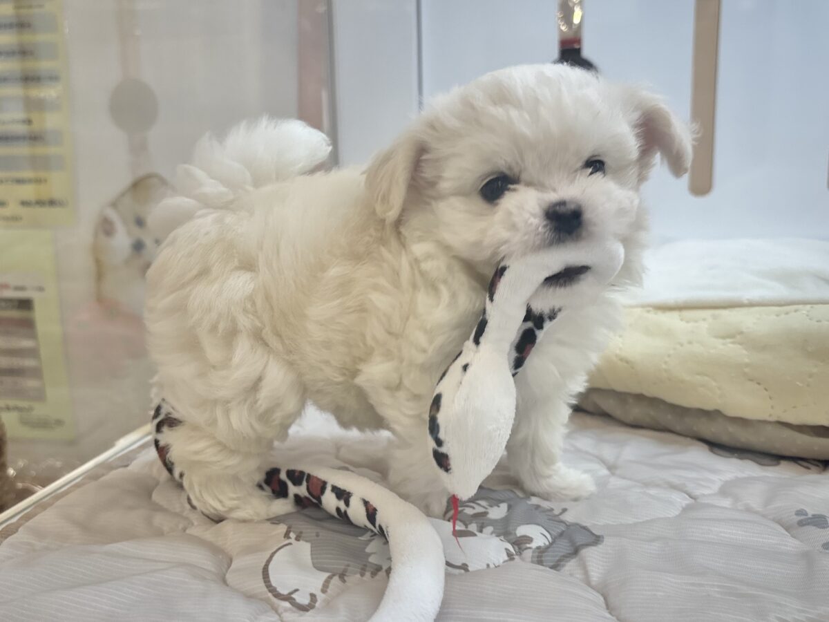 チワマル（マルチワ）