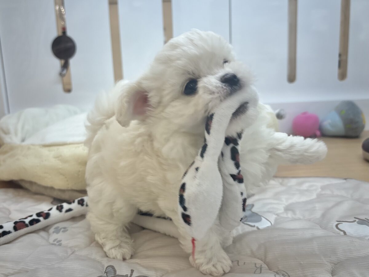 チワマル（マルチワ）