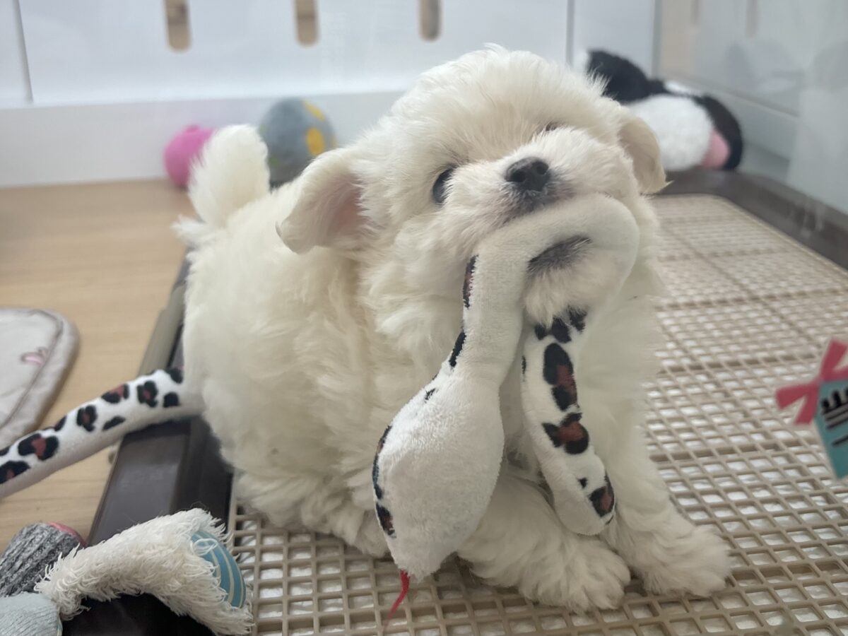 チワマル（マルチワ）