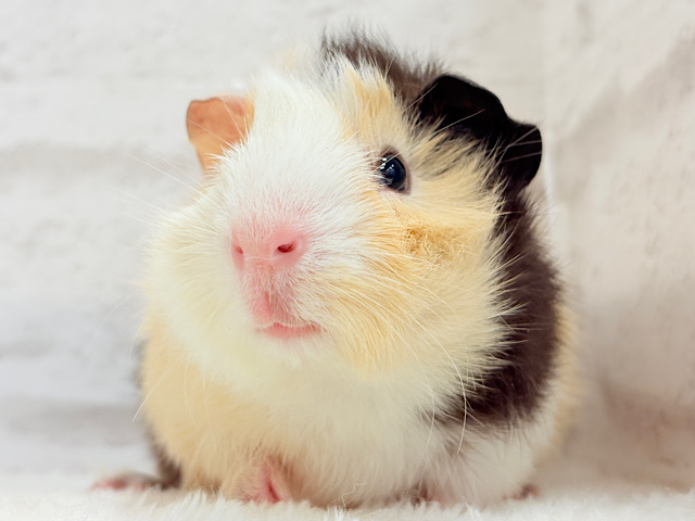 【最新画像更新🪄】ツムジたくさん🌀くせ毛ヘアー🐹🌿アビシニアンモルモット(男の子)