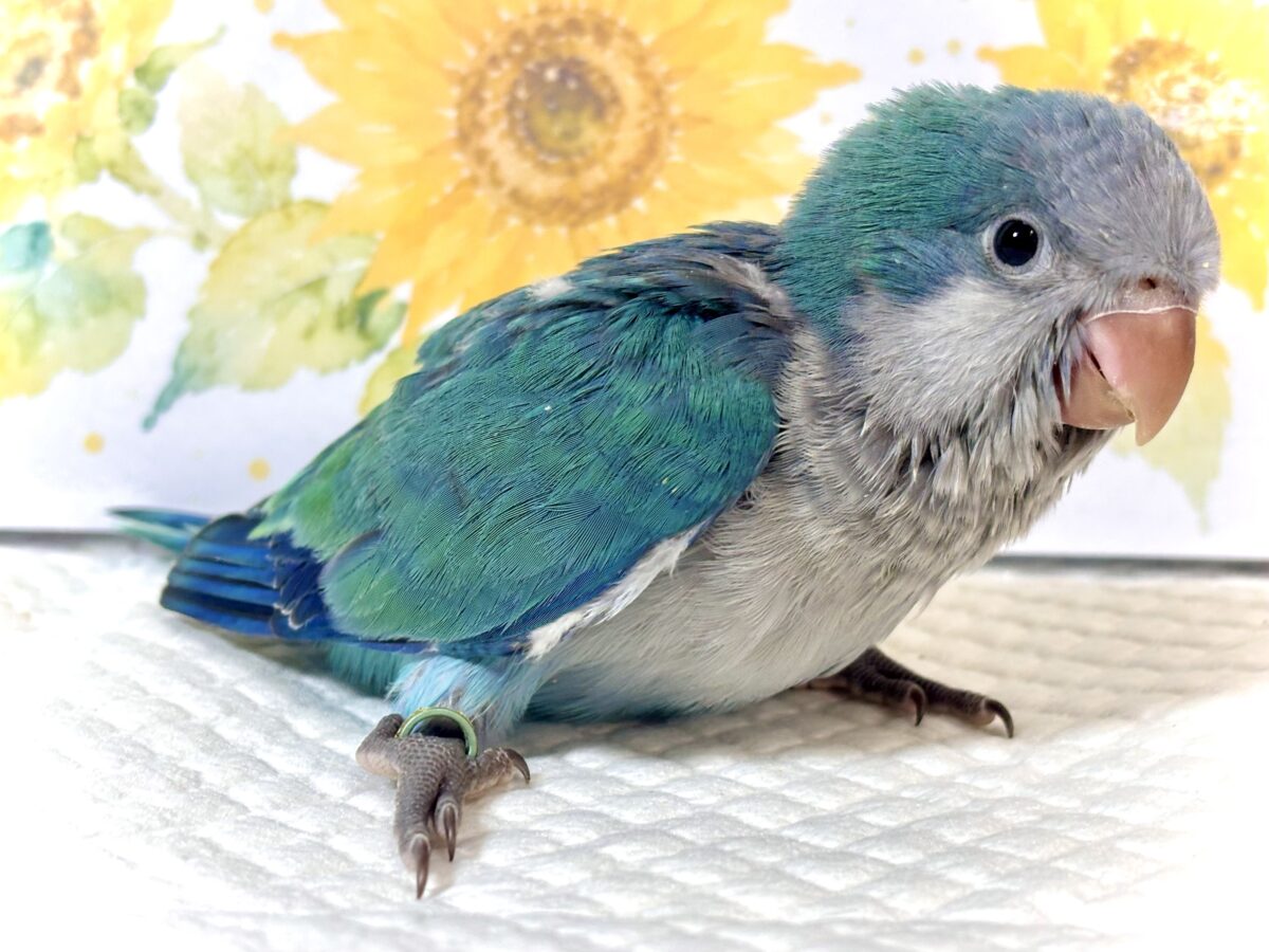 オキナインコ