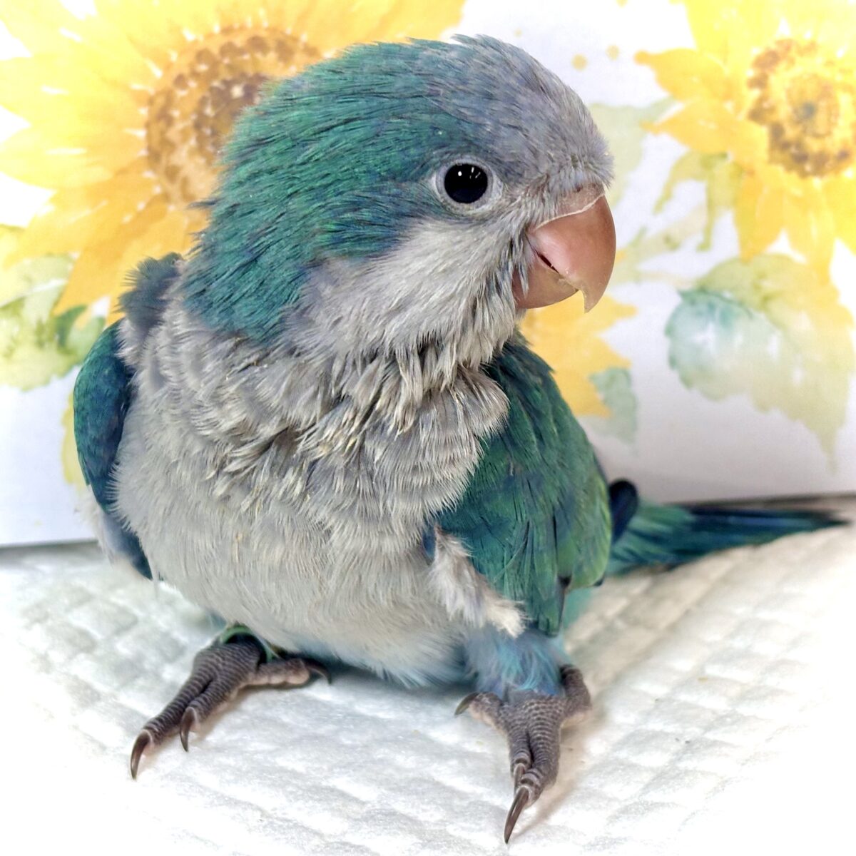 オキナインコ