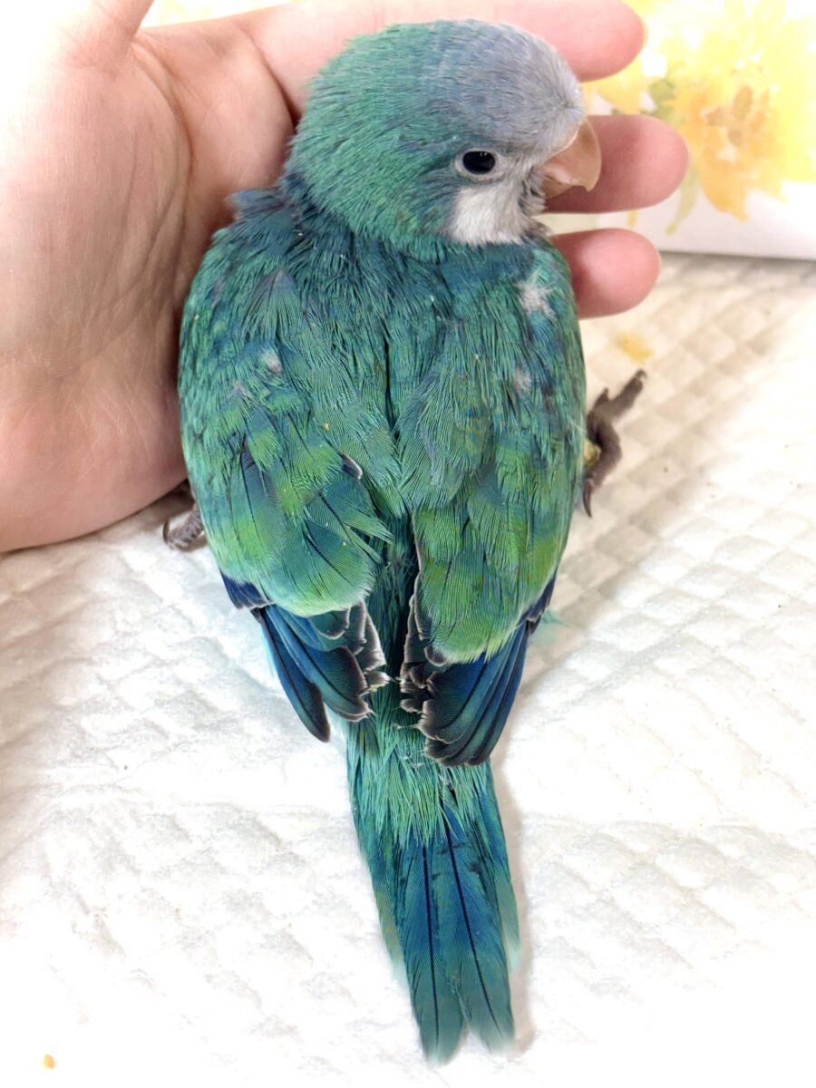 オキナインコ