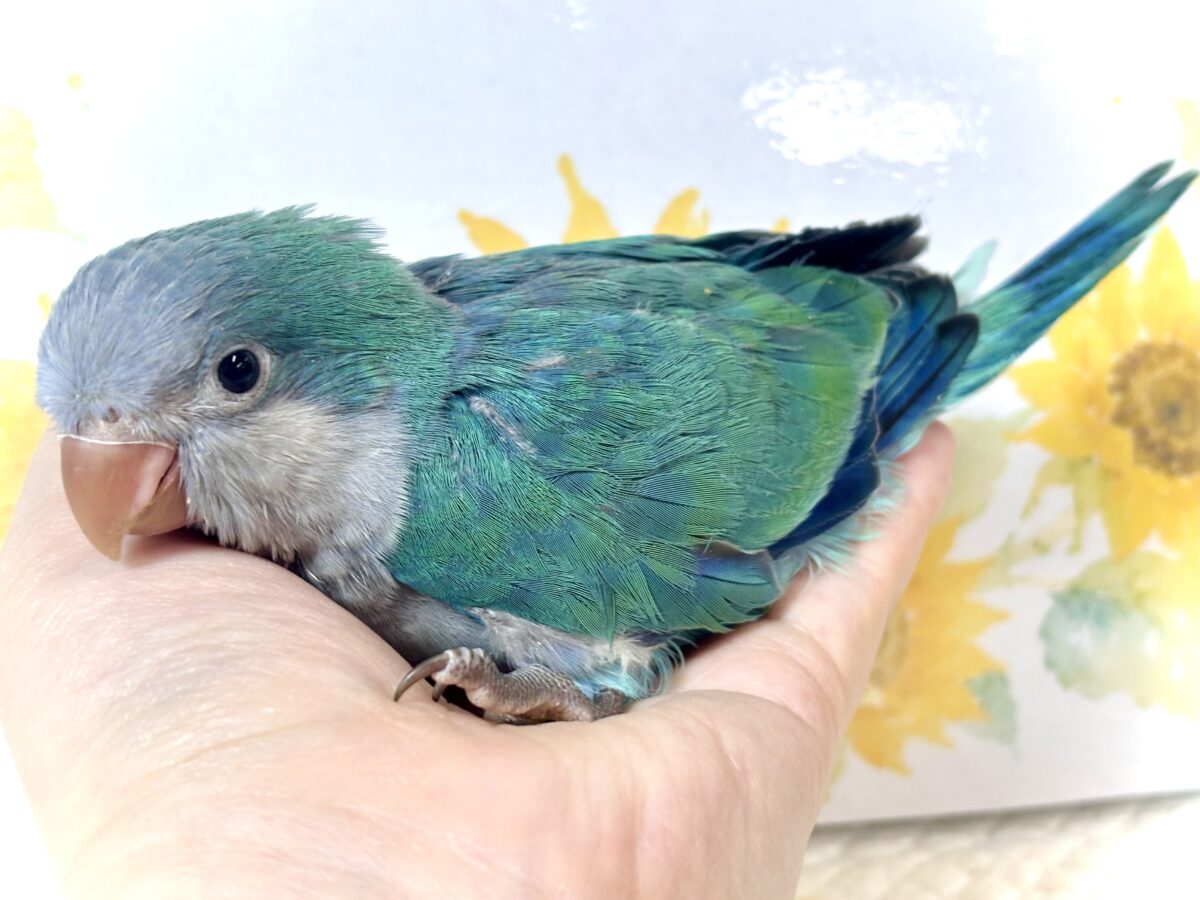 オキナインコ