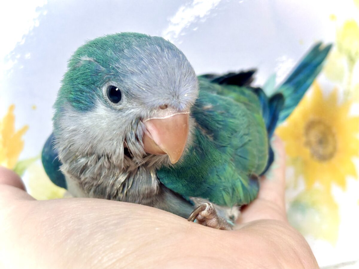 オキナインコ