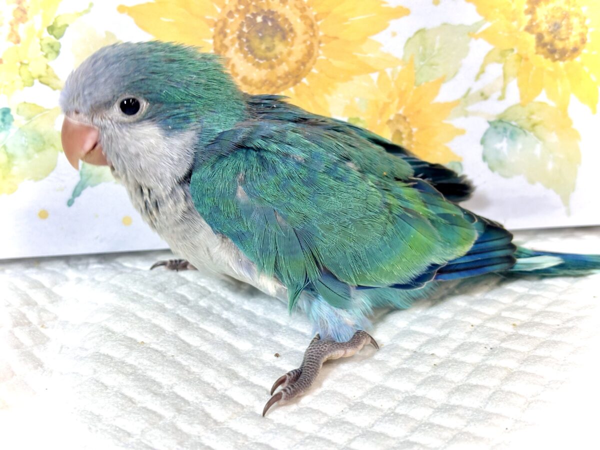オキナインコ