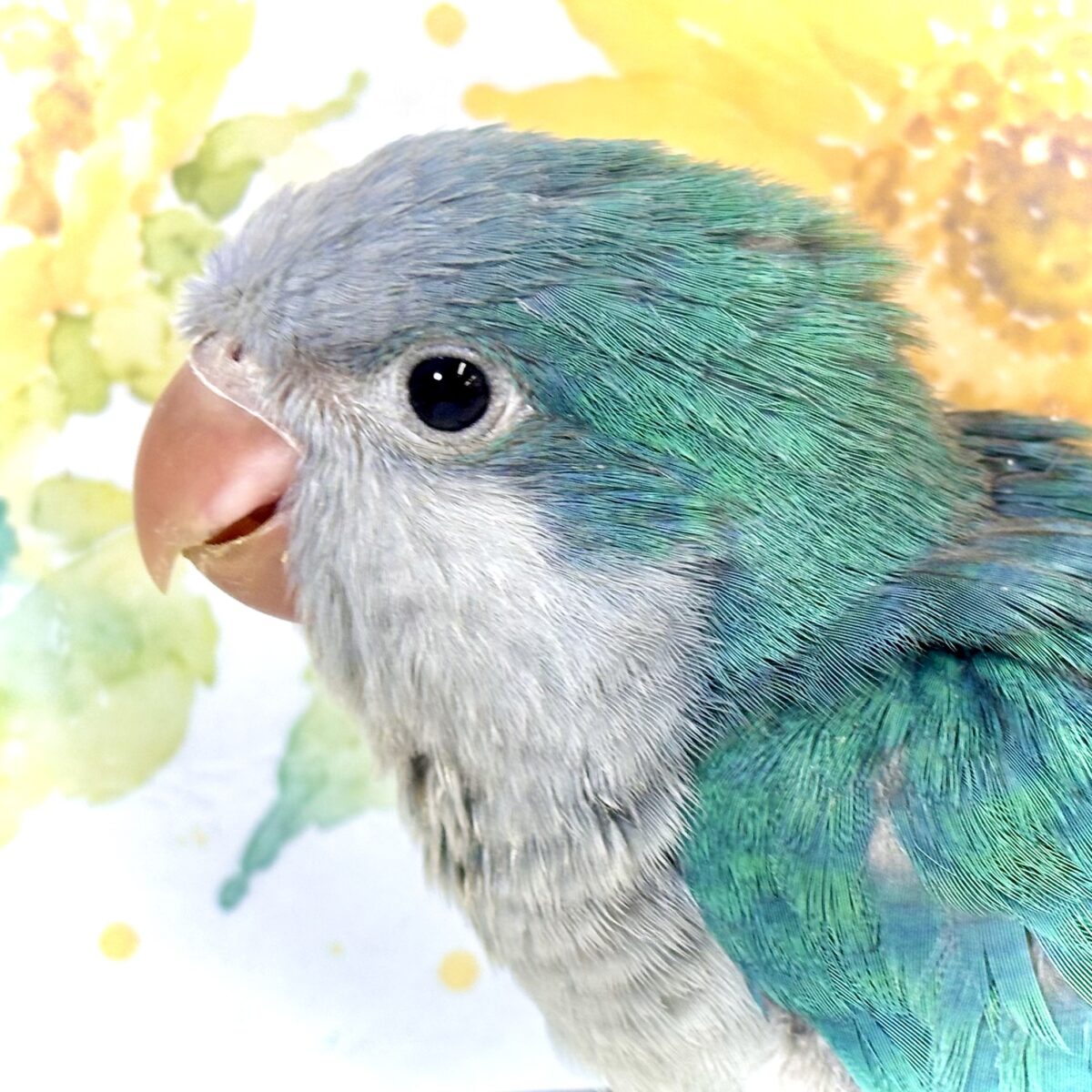 夏空に輝く小さな妖精🧚‍♂️✨ オキナインコ アクアブルーのひなちゃん 💙💚