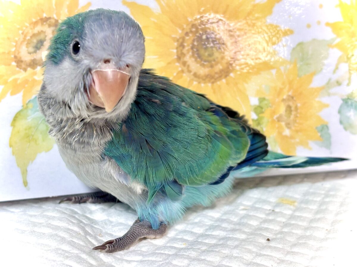 オキナインコ