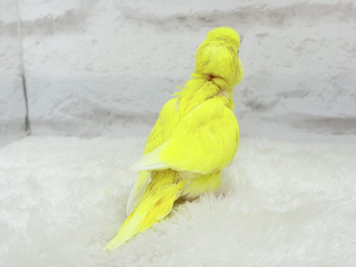 セキセイインコ