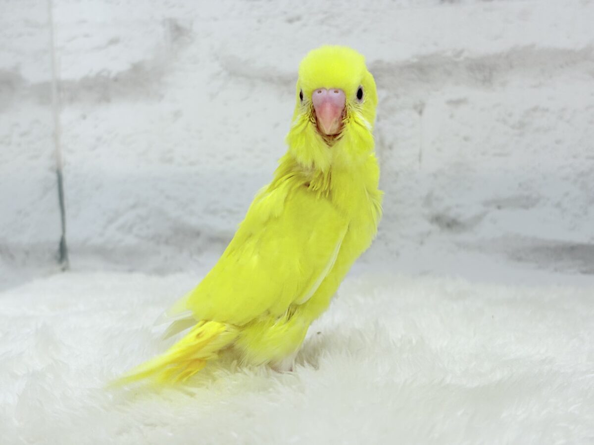 セキセイインコ