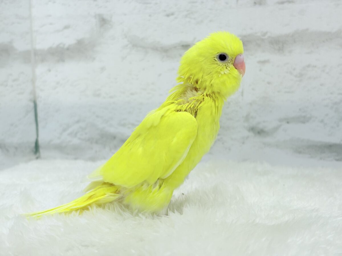 セキセイインコ