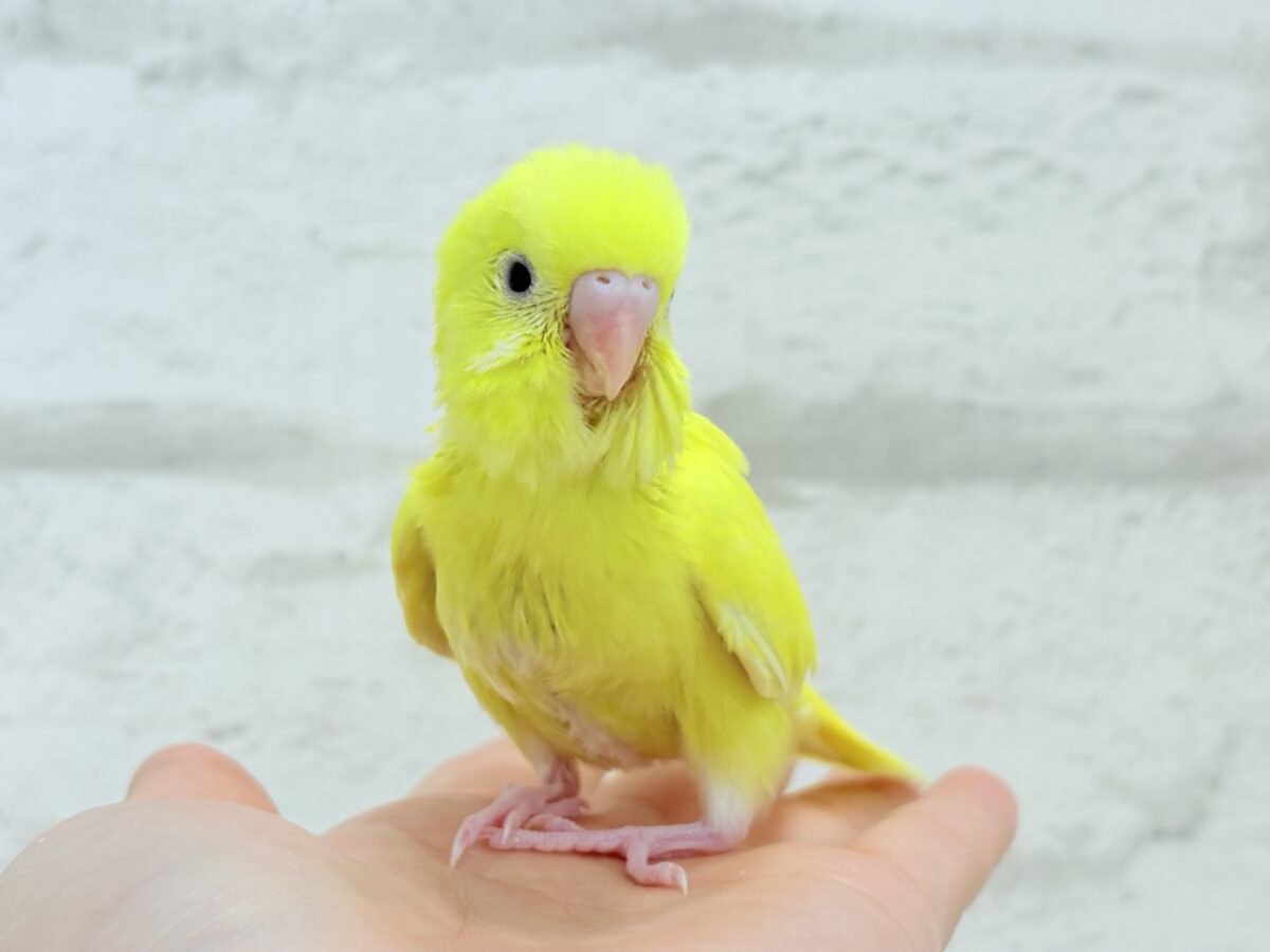 セキセイインコ